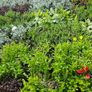 Plants and Shrubs TWO euros Image 2