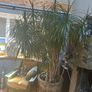 house plant Image 2