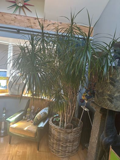 house plant