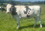 Autumn calving heifers for sale