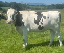 Autumn calving heifers for sale