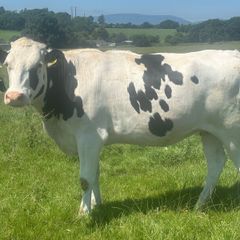 Autumn calving heifers for sale