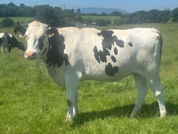 Autumn calving heifers for sale