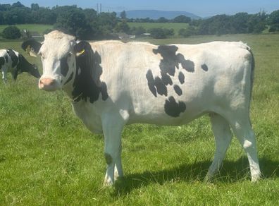 Autumn calving heifers for sale