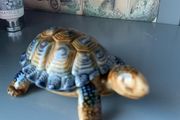 Wade Turtle Ornament