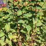 Large Hypericum bush (St John's Worth) in a pot Image 4