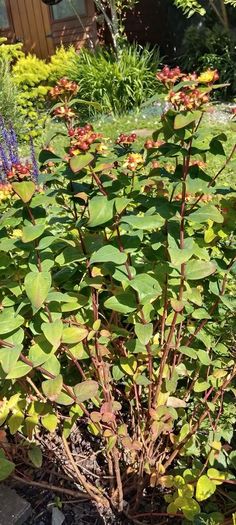 Large Hypericum bush (St John's Worth) in a pot