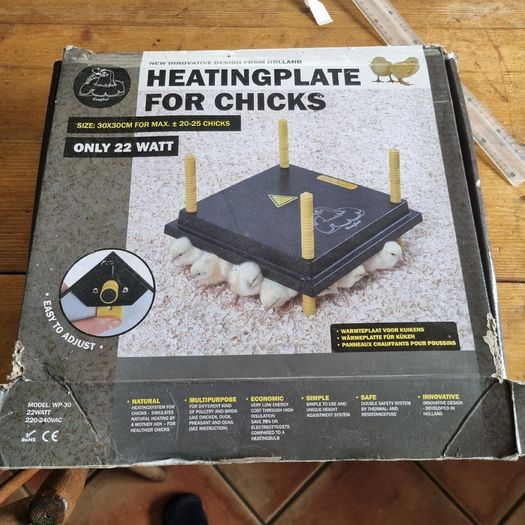 Heat plate chicks, brooder