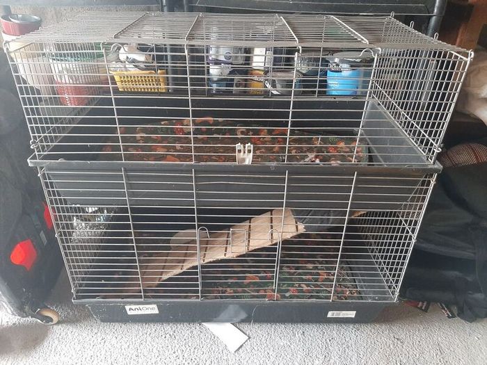 rabbit, guinea pig