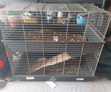rabbit, guinea pig