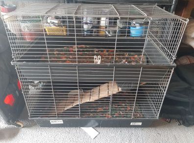 rabbit, guinea pig