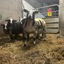 Pure bread Dutch spotted Hogget ram and ram lambs Image 9