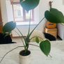 House Plants For Sale Image 3