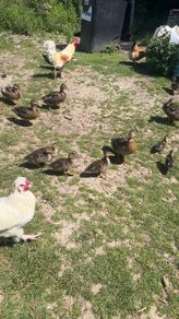 mallard ducks/ducklings