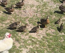 mallard ducks/ducklings