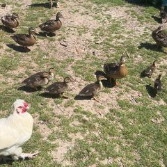 mallard ducks/ducklings