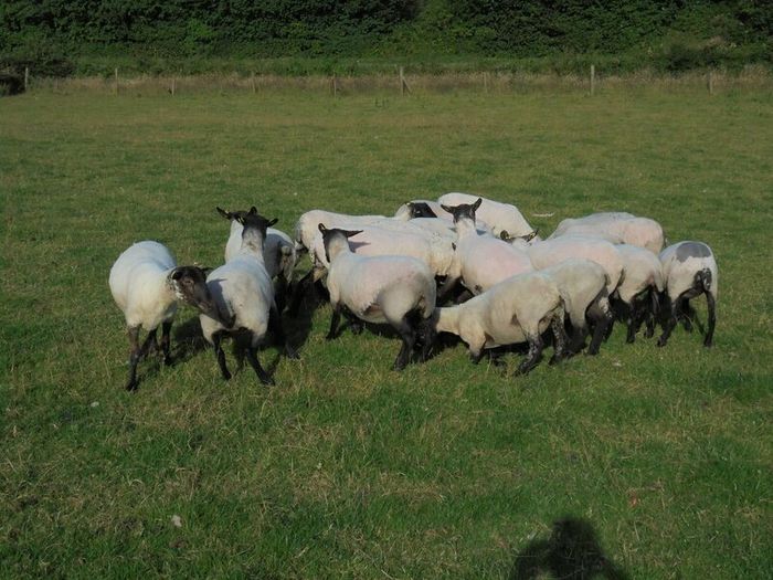 Hilltex  x Suffolk  Breeding Hoggets