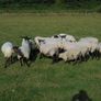 Hilltex  x Suffolk  Breeding Hoggets Image 3