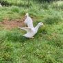 3 Aylesbury Ducks Image 2