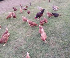 Selection of Hens