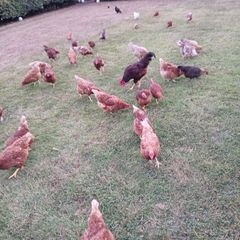Selection of Hens