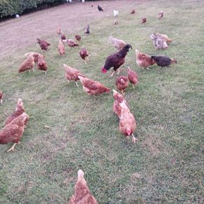 Selection of Hens