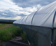 Polytunnel