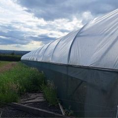 Polytunnel