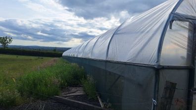 Polytunnel