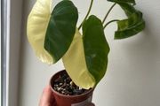 Philodendron Burle Marx variegated