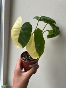 Philodendron Burle Marx variegated