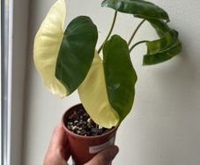 Philodendron Burle Marx variegated