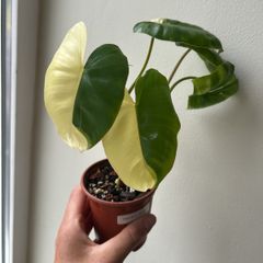 Philodendron Burle Marx variegated