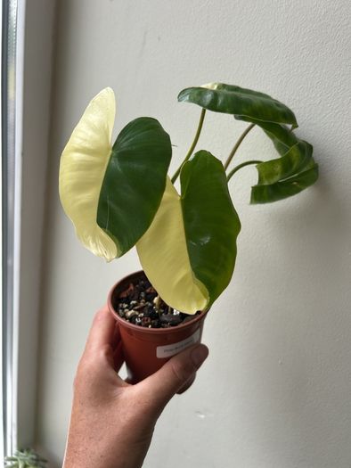 Philodendron Burle Marx variegated