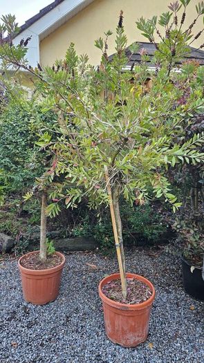 Instant Screen! 7ft bushy plants