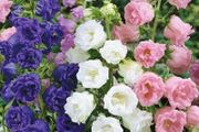 (C) HT Campanula seeds Marsh Marigold mixed 0.4g (503804)
