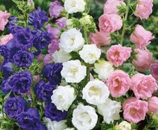 (C) HT Campanula seeds Marsh Marigold mixed 0.4g (503804)