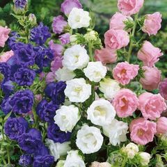 (C) HT Campanula seeds Marsh Marigold mixed 0.4g (503804)
