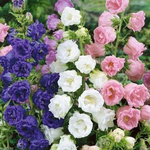 (C) HT Campanula seeds Marsh Marigold mixed 0.4g (503804)