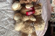Teddies