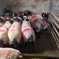 Sheep