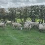 22 Mule Hoggets Image 8