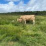 Cows calf Image 5