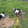 Pigmy goat kids Image 4