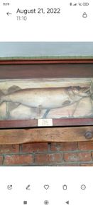 taxidermy