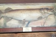 taxidermy