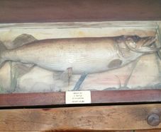 taxidermy