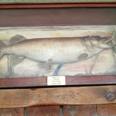 taxidermy