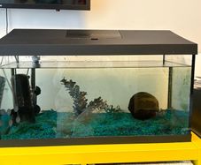 fish tank with 4 fish included