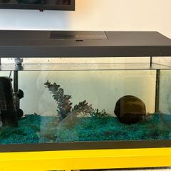 fish tank with 4 fish included